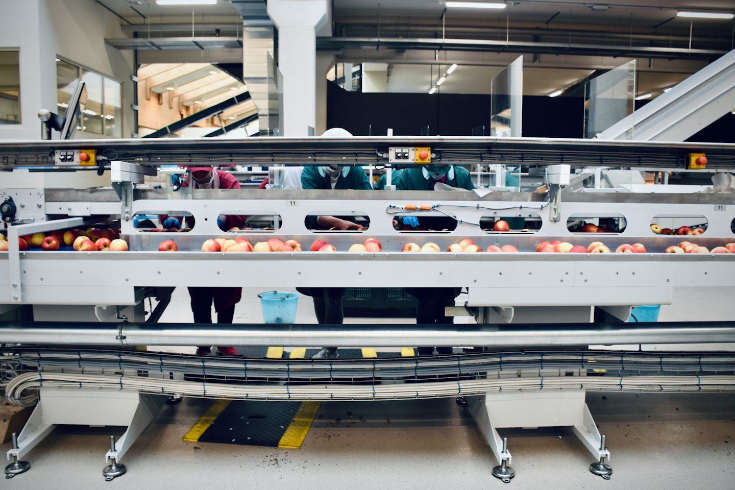 Factory workers inspecting apples on a conveyor belt.